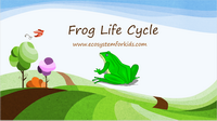 PowerPoint lesson on frog's life cycle.